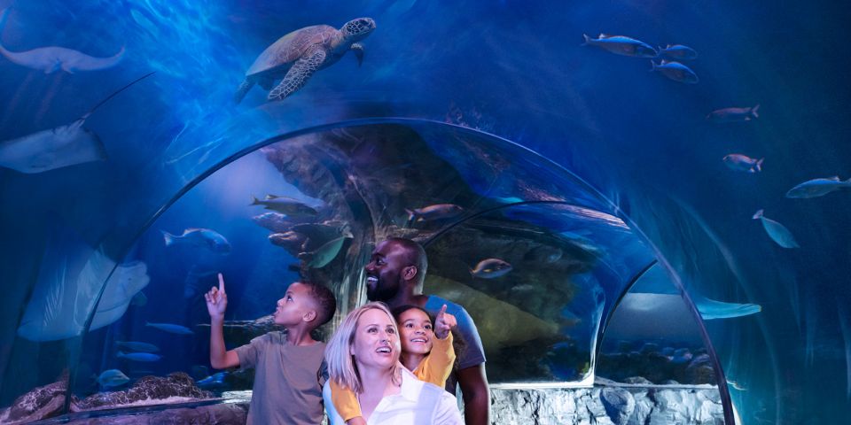 SEA LIFE Charlotte-Concord Aquarium General Admission | GetYourGuide