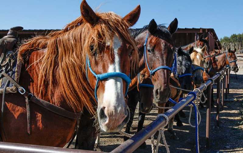 From Phoenix or Scottsdale: Horseback Riding & Sedona Tour | GetYourGuide