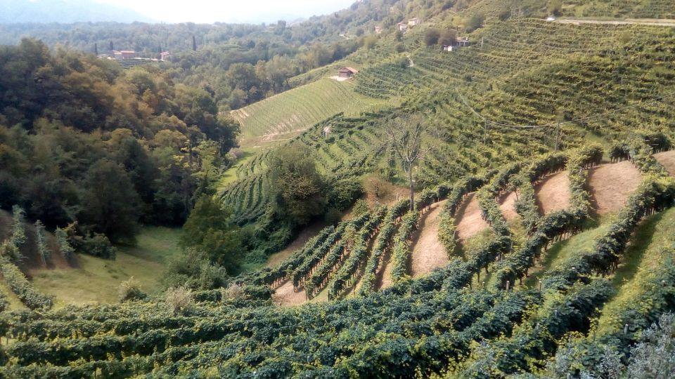 From Venice: Half-Day Prosecco Winery Tour | GetYourGuide