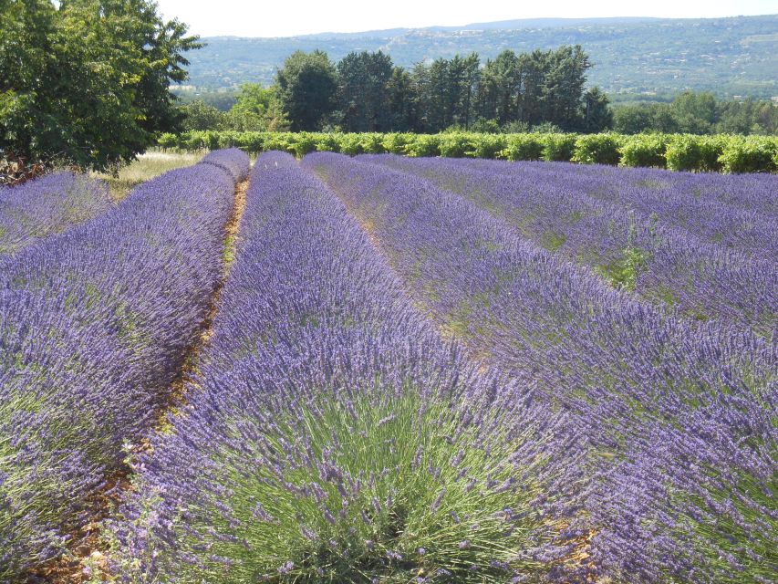 From Avignon: Half-Day Lavender Tour of Luberon | GetYourGuide