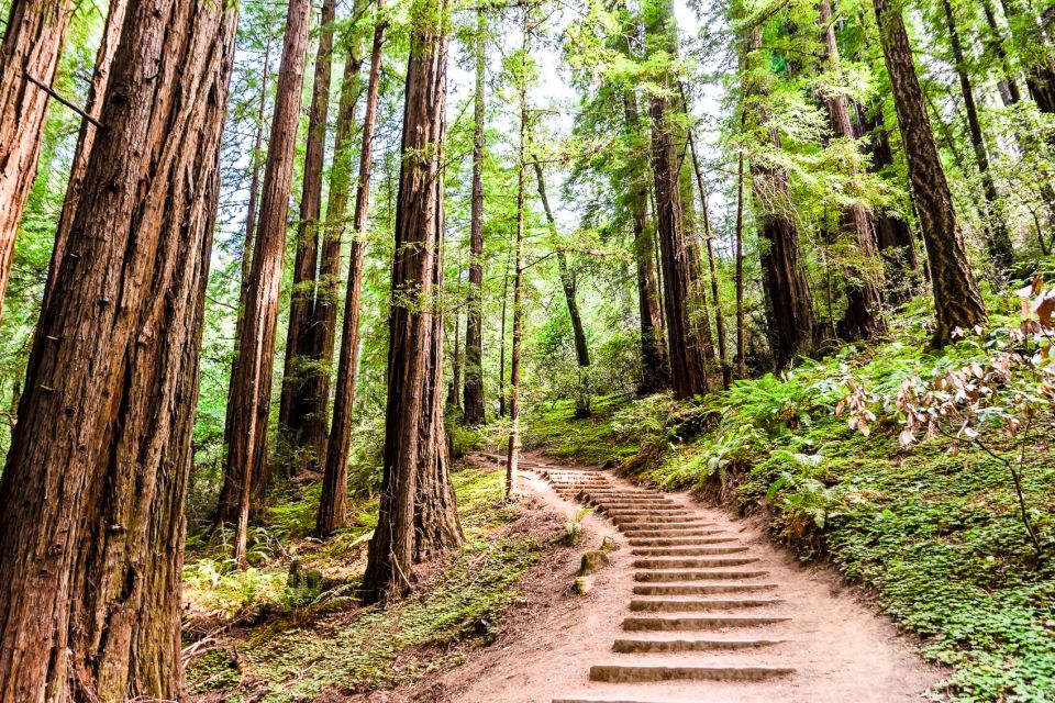 From San Francisco: Muir Woods and Sausalito Half-Day Trip | GetYourGuide