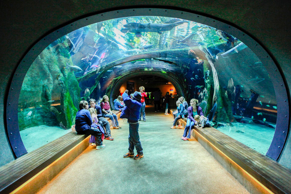 San Francisco: California Academy of Sciences Entry Ticket | GetYourGuide