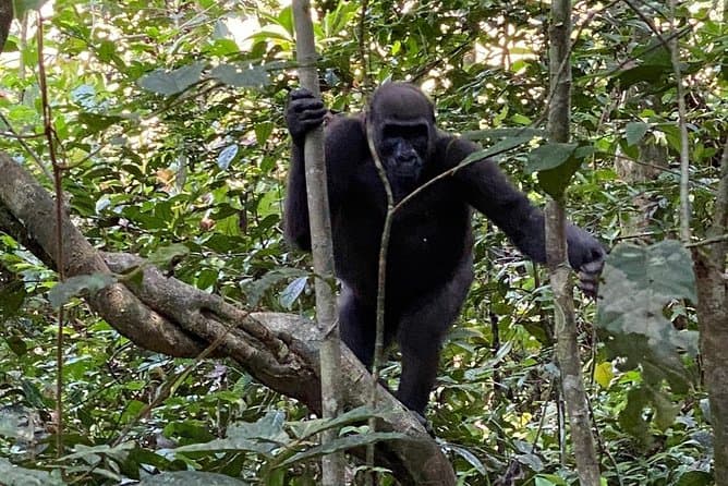 5 Days Gorilla Tracking in Gabon