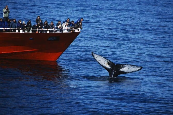 Classic Whale Watching from Reykjavik