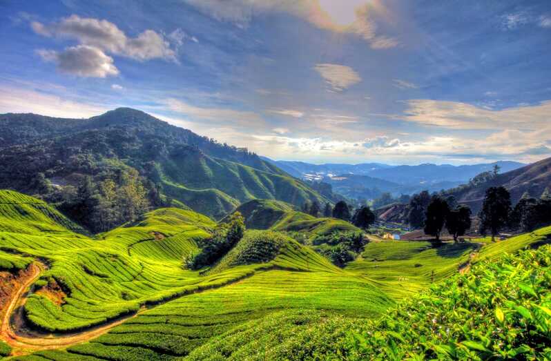 From Kuala Lumpur: Cameron Highlands Private Full Day Tour
