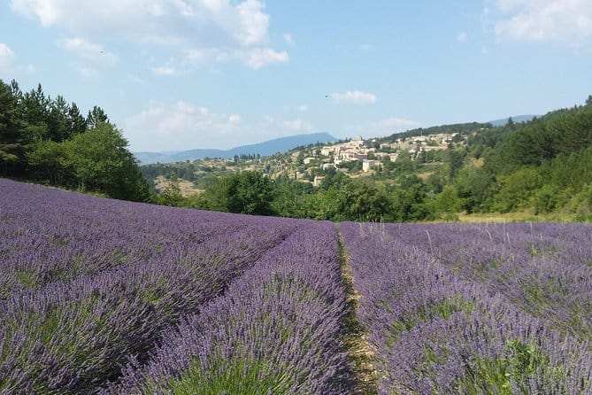 Full day lavender tour Luberon and Sault