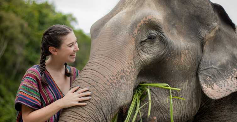 Koh Samui: Ethical Elephant Sanctuary Interactive Tour | GetYourGuide