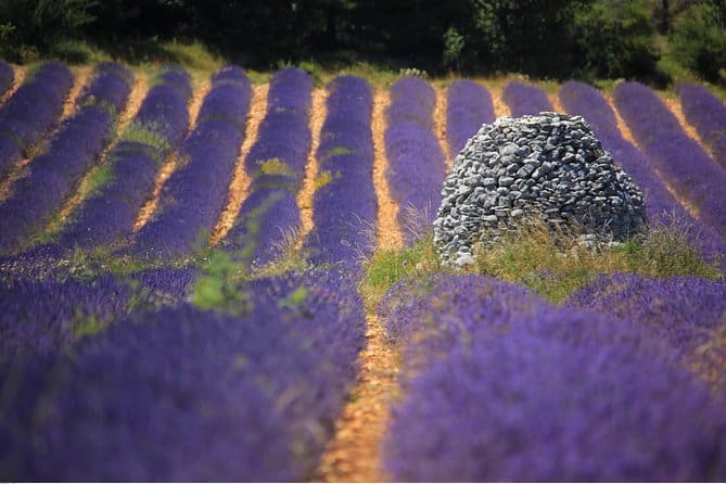 Half Day Lavender Road in Sault from Avignon
