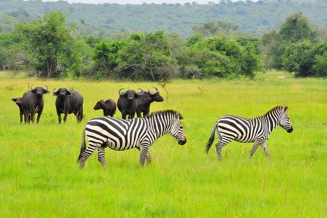 One Day Trip To Lake Mburo National Park