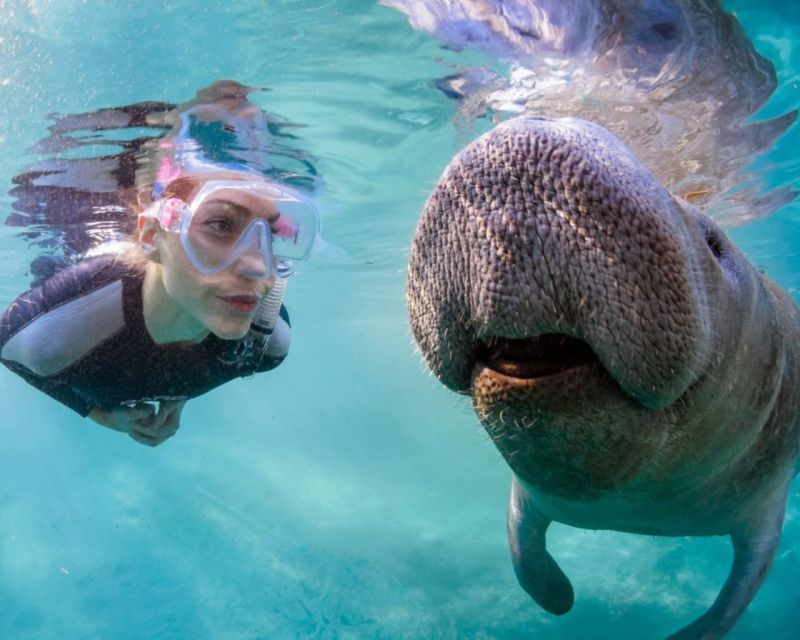 Orlando: Manatee Encounter, Snorkeling, and Airboat Ride | GetYourGuide