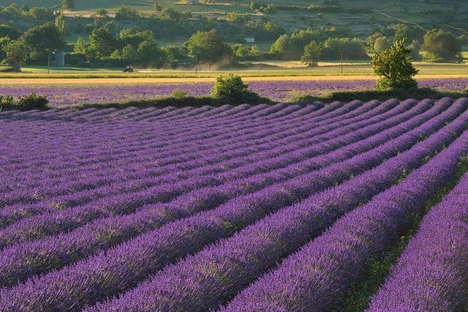 Private Tour of Aix-en-Provence & Valensole from Marseille