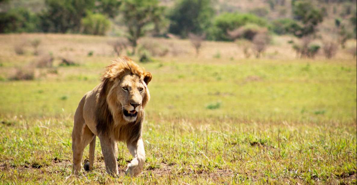 Queen Elizabeth: 4-Hour Game Drive & Optional Boat Cruise | GetYourGuide