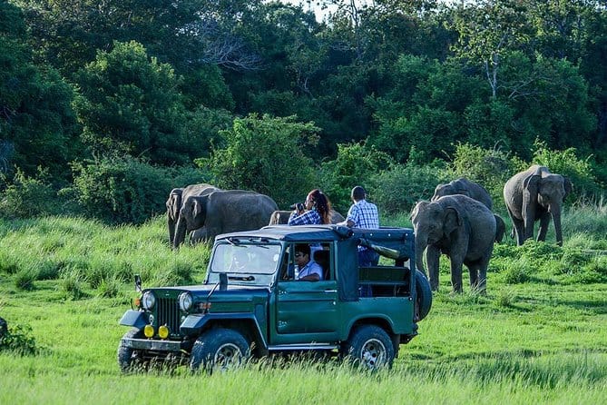 Udawalawe Safari Day Trip from Bentota, Kalutara, Wadduwa, Ahungalla-All Inclusive
