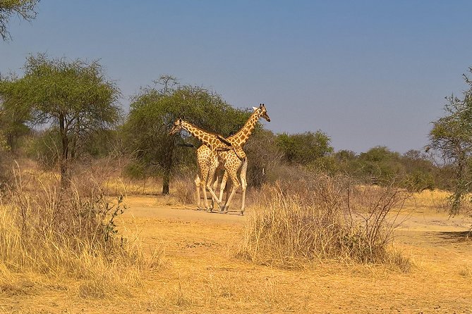 Chad Guided Tours