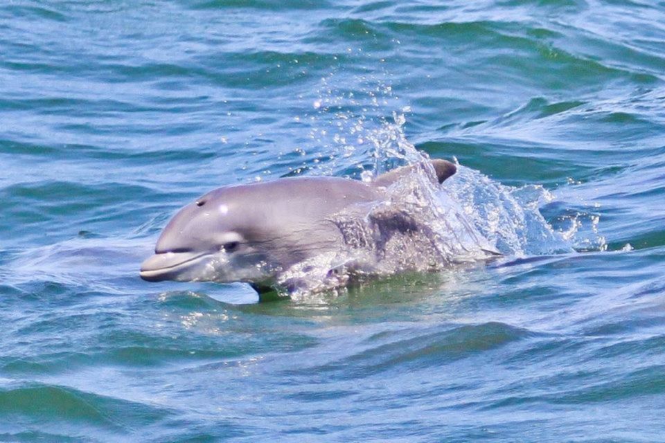 Atlantic City: Dolphin Watching Ocean Cruise Adventure | GetYourGuide