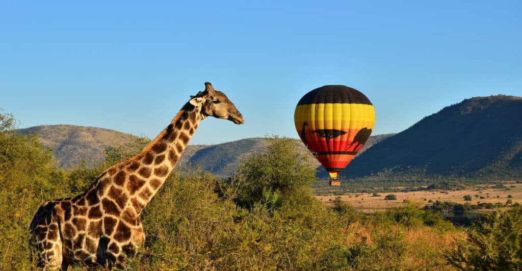 Pilanesberg, Sun City and Valley of the Waves Waterpark