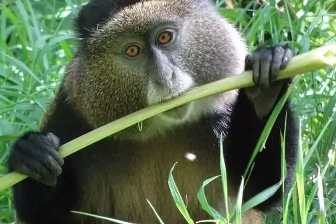 1 Day Golden Monkey Tracking in Rwanda Tour