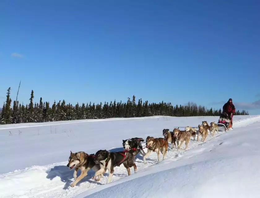 1-Hour Winter Dog Mushing & Sledding in Alaska | GetYourGuide