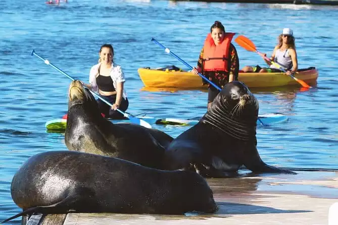 2-Hour Kayak or Paddleboard with Sea Lions in Marina del Rey