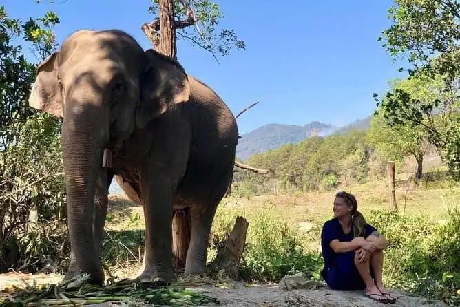 3 Experiences: Doi Inthanon Tour, Elephant Sanctuary, Trekking Trail