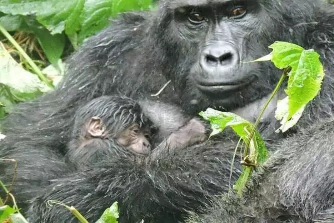4 Days Gorilla experience Uganda