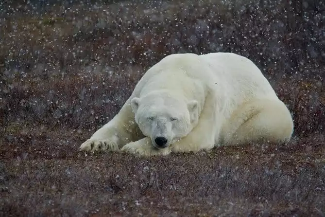 Classic 5 Night Churchill Polar Bear Adventure