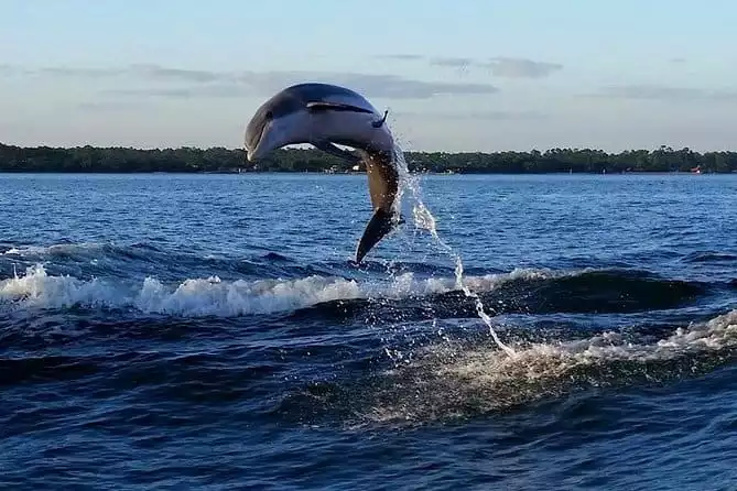 Alabama Gulf Coast Dolphin Cruise 2022 - Orange Beach