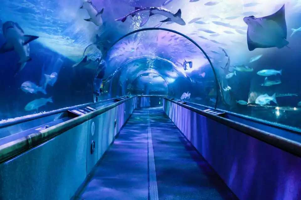 Aquarium of the Bay: General Admission Tickets | GetYourGuide