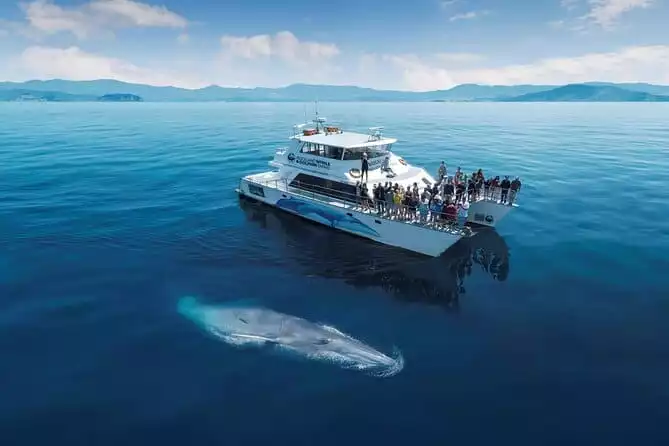 Auckland Marine Safari Experience 2022