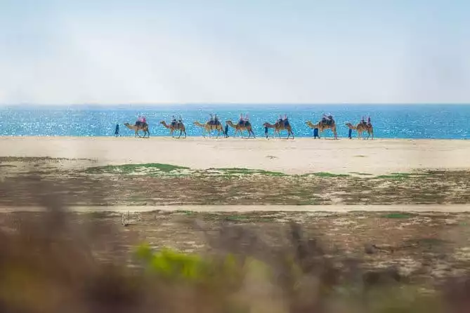 Camel Outback Adventure and Eco Farm from Los Cabos