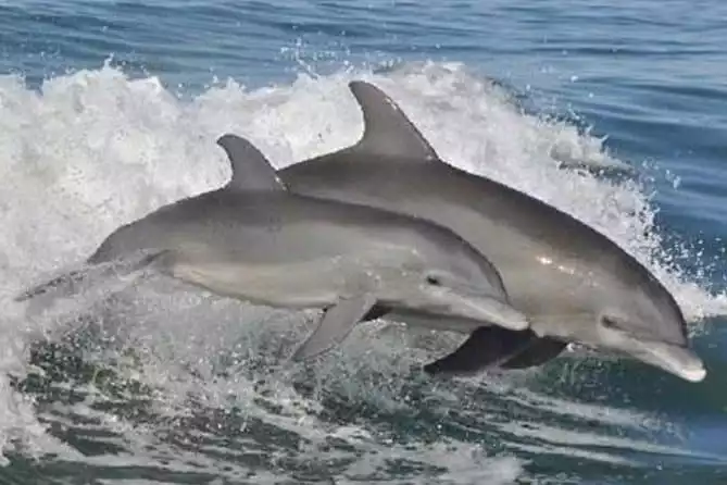 Big Fun Dolphin Cruise and Sealife Experience Orange Beach