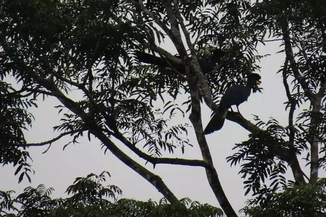 Birding in Cameroon