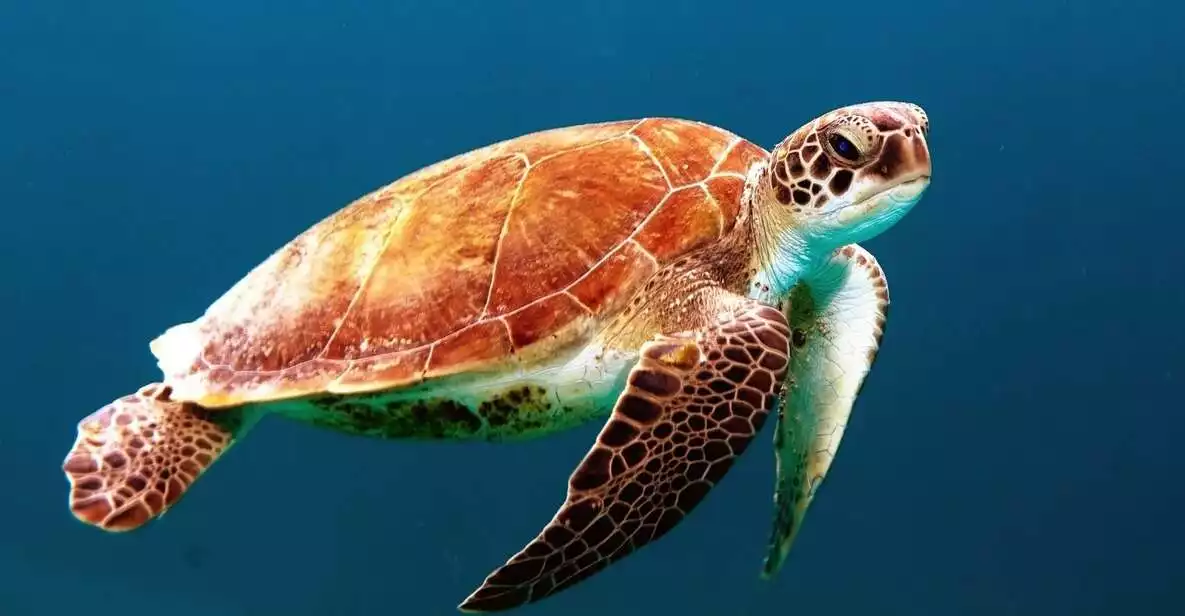 Bohol: Dolphin & Sea Turtle Watching Island Hopping Tour | GetYourGuide