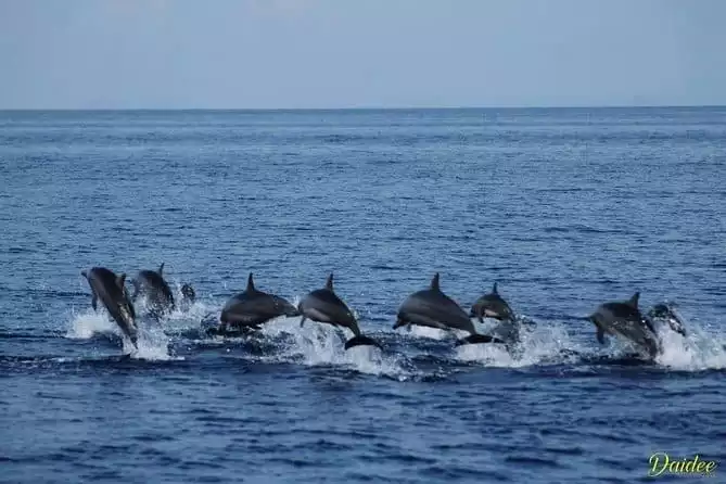 Bohol Pamilacan Island Dolphin Whale Watching Tour