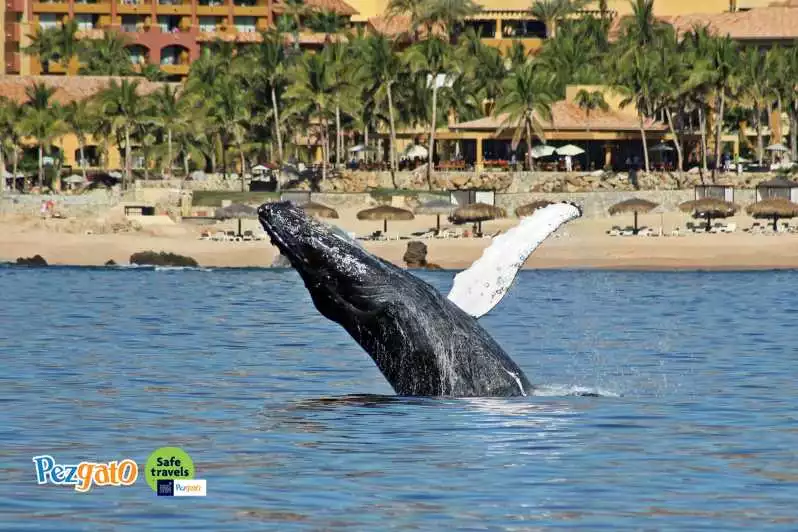 Cabo San Lucas: Whale Watching Catamaran Experience | GetYourGuide