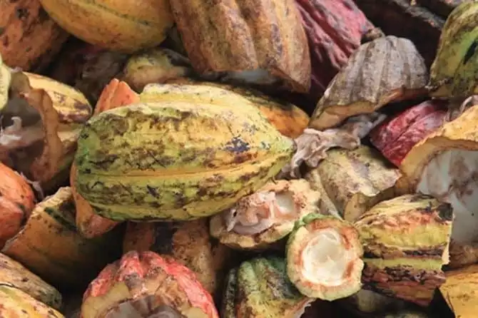 Cacao Road Excursion : plantations, processes, tasting and scenery