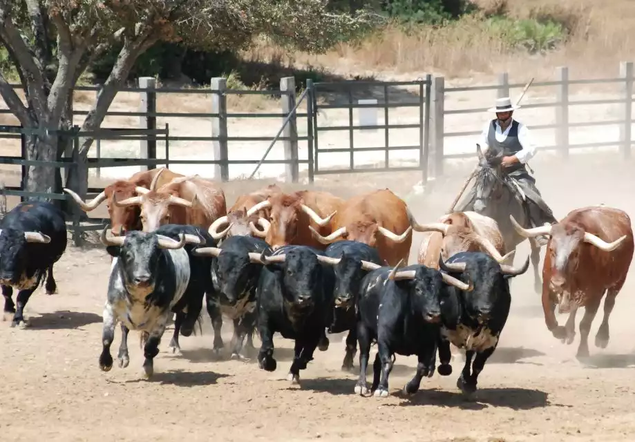 Cadiz: Andalusian Horses and Bulls Country Show | GetYourGuide