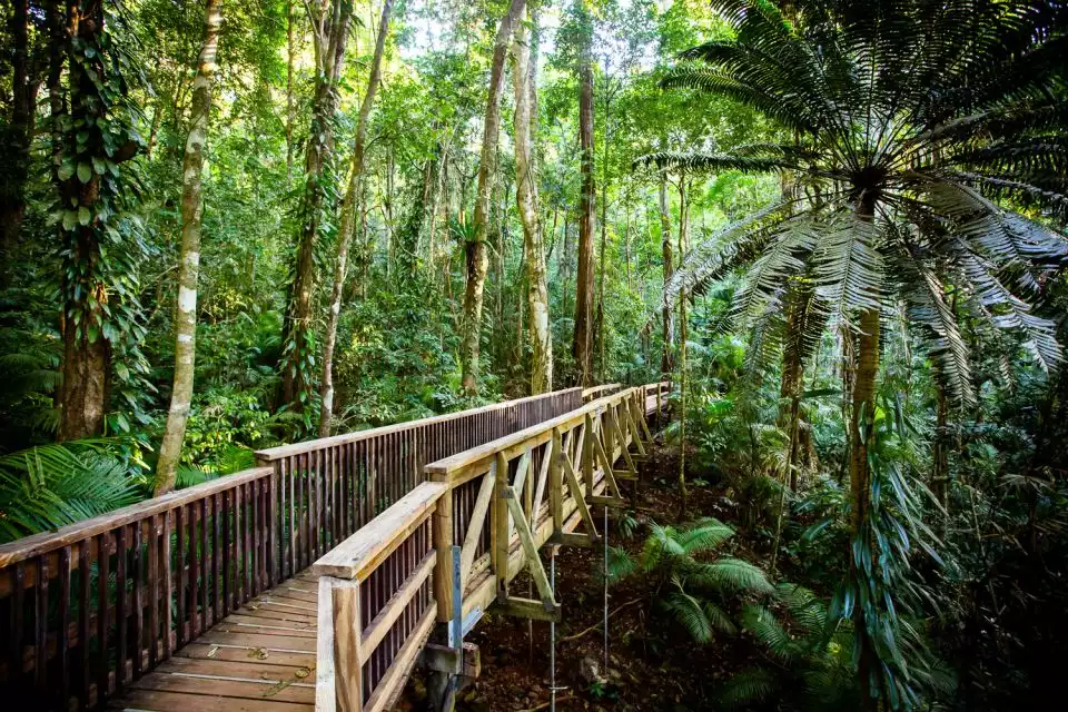 Cairns: Daintree, Mossman Gorge & Cape Trib Tour & Cruise | GetYourGuide