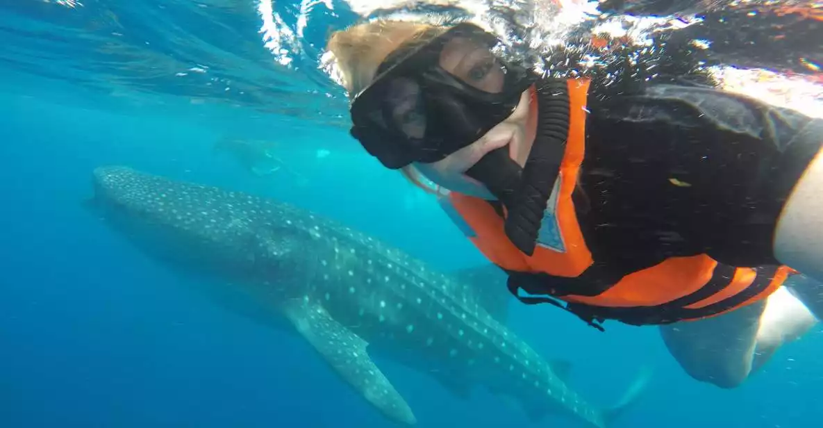 Cancun & Riviera Maya: Swim with Whale Sharks Tour w/ Lunch | GetYourGuide