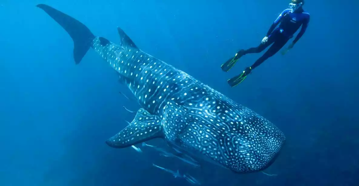 Cancun & Riviera Maya: Whale Shark Tour + Playa Norte Beach | GetYourGuide