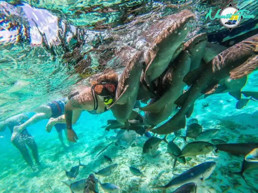 Caye Caulker: Hol Chan Marine Reserve Small-Group Tour | GetYourGuide