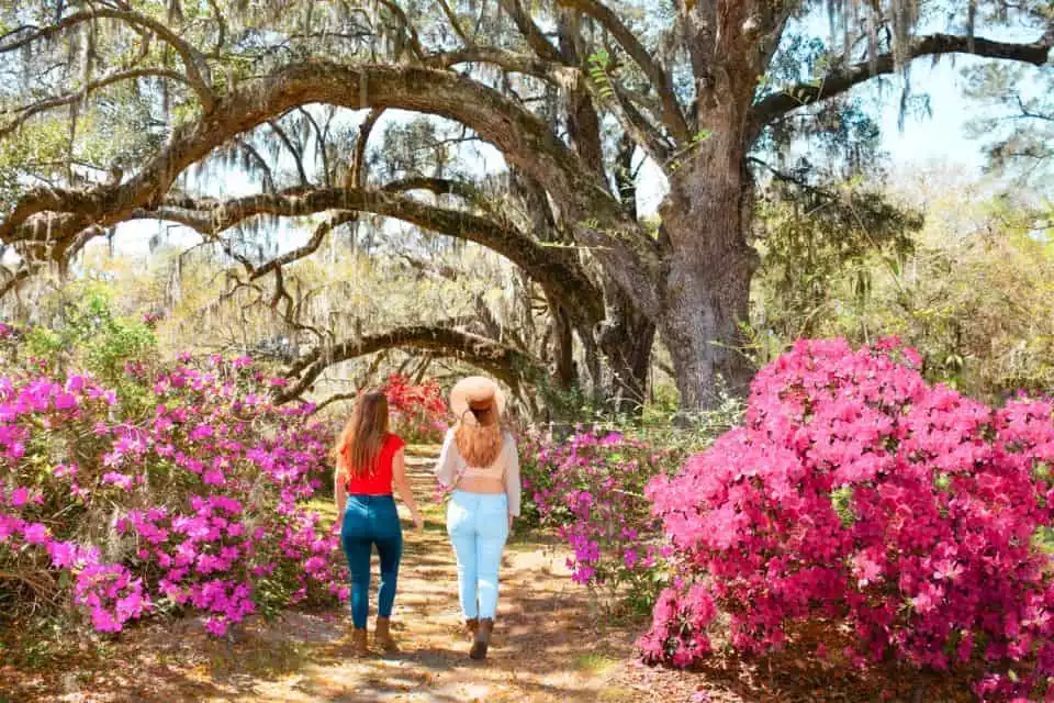 Charleston: Magnolia Plantation Tour and Transport | GetYourGuide