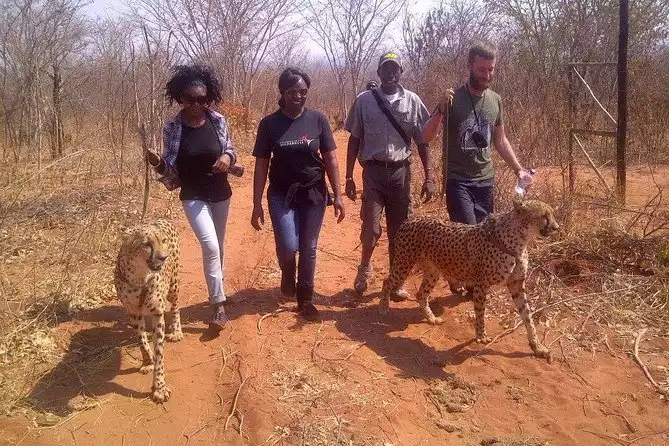 Cheetah Walk and Interaction