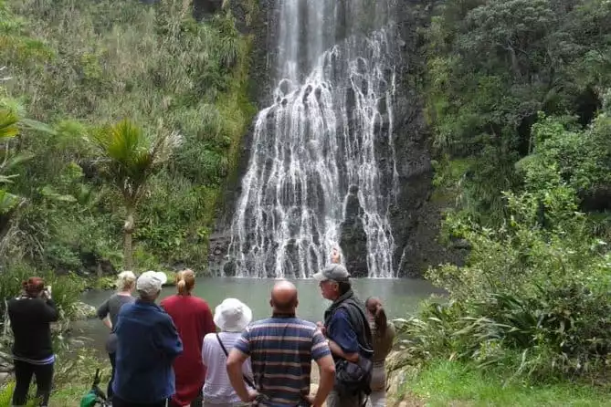 Coast and Rainforest Eco-Tour from Auckland with Lunch