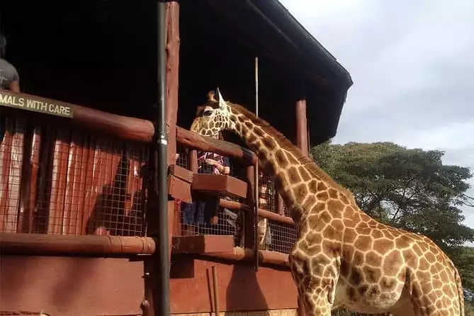 Nairobi Day Tour To David Sheldrick And Giraffee Center