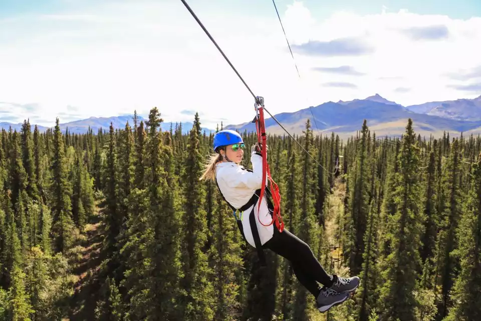 Denali Park Zipline Adventure | GetYourGuide