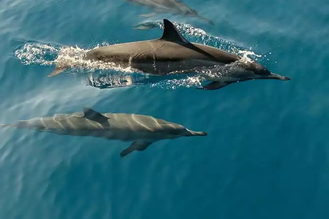 Dolphin Cruise in Dhiffushi