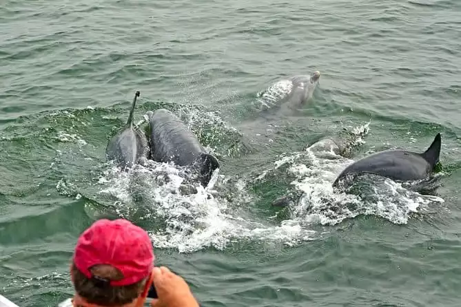 Dolphin Watching around Cape May