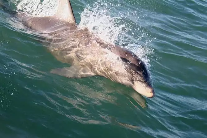 Eco and Dolphin Watch Tour of South Padre Island
