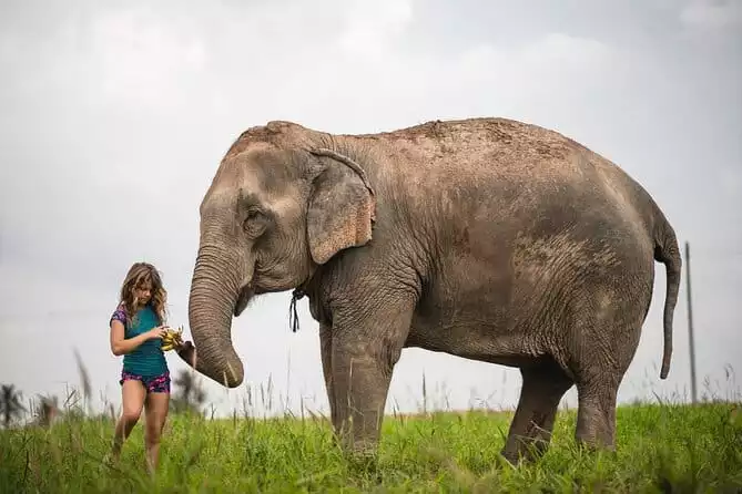 Elephant Jungle Sanctuary: Half Day Afternoon Program